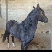 اسب به  اسم جهان سلطان