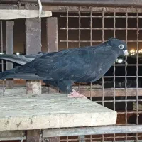 گرفتنی|پرنده|خرمشهر, |دیوار