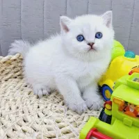 *(مجموعه )گربه های تمیز* جدید