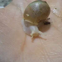 فروش حلزون غول‌پیکر آفریقایی آلبینوAchatina Albino