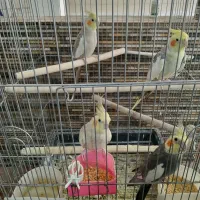جفت عروس هلندی مولد با جوجه و قفس