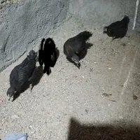 سه جوجه خروس سیاه