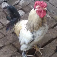 خروس ۴۰تاج پاپرسالم وسرحال