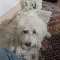 سگ شیتزو