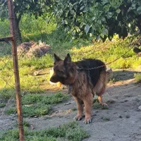 سگ ژرمن شولاین