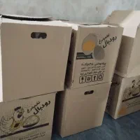 تخم مرغ عمده از یک کارتن تا صد کارتن