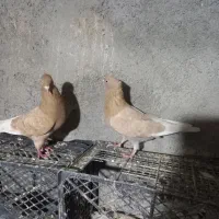 یه جفت کبوتر به همراه سه جوجه