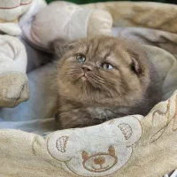 بهترین پیشی ایران در اصفهان