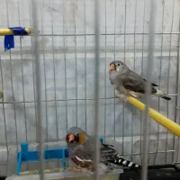 فنچ