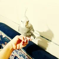 عروس هلندی دوعددباقفس بزرگ