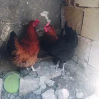 دوعددمرغ خانگی تخمگذاربه ضمانت
