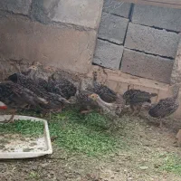 جوجه بوقلمون