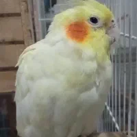 عروس هلندی