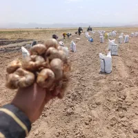 سلام خرید فروش پیاز زعفران فهیمی