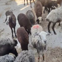 میش و بره