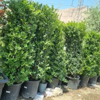 درخت|خدمات باغبانی و درختکاری|شهر ری, بازار گل خاوران|دیوار