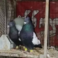 یک جفت سینه سیاه