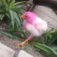 جوجه دو ماهه فقط ۱۰۰ زیر قیمت