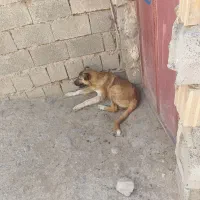 بخاطر اضافه بودن سگ