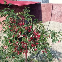 فروش خانه ویلایی ۸۰ متری ۲ خوابه در ۱۰۰۰ متر زمین|فروش خانه و ویلا|تهران, امامت|دیوار