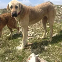واگذاری پژدر ماده