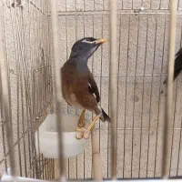 جوجه مینا