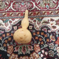 کدو قلیانی عتیقه