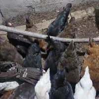 تعداد ۲۴ عددمرغ تخم گذار