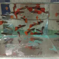 گوپی خوش رنگ