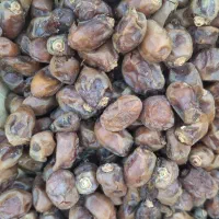 خرما خضراویی