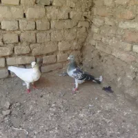 کبوتر پرشی