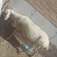 میش بره
