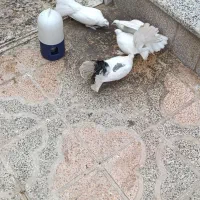 کفتر