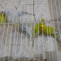 مرغ عشق و عروس هلندی دستی