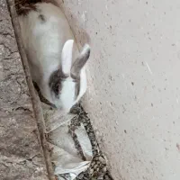 سه‌عدد‌خرگوش