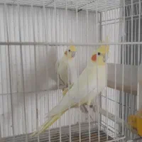 عروس هلندی لوتینو جفتی ۱۹۰۰