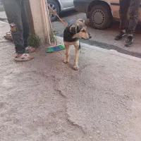 گرگی