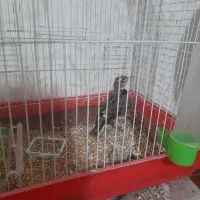 ترقا|پرنده|اردبیل, |دیوار