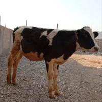 گوساله نر