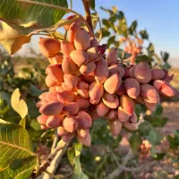 خرید پسته کالک و انواع پسته با بالاترین قیمت روز