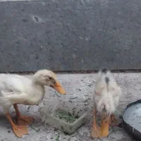 جوجه اردک چند ماهه