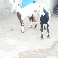 دوعد بز ماده دوتا شوم 35میلیون پای معامله تخیف