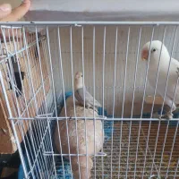 طوطی کوتوله خاص