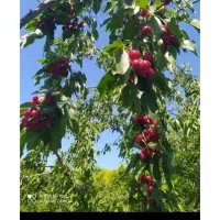 اکیپ میوه چیدن