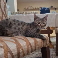 گربه dsh|گربه|آمل, |دیوار