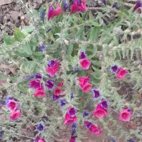 گل گاو زبان محلی آذربایجان تازه تازه