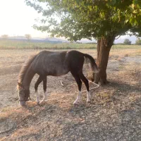 کره اسب نریان