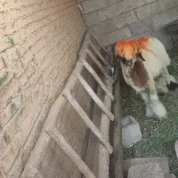 کوه تخمی