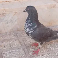 کفتر نر هوایی فروشی