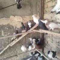 کفتر|پرنده|قم, خاکفرج|دیوار
